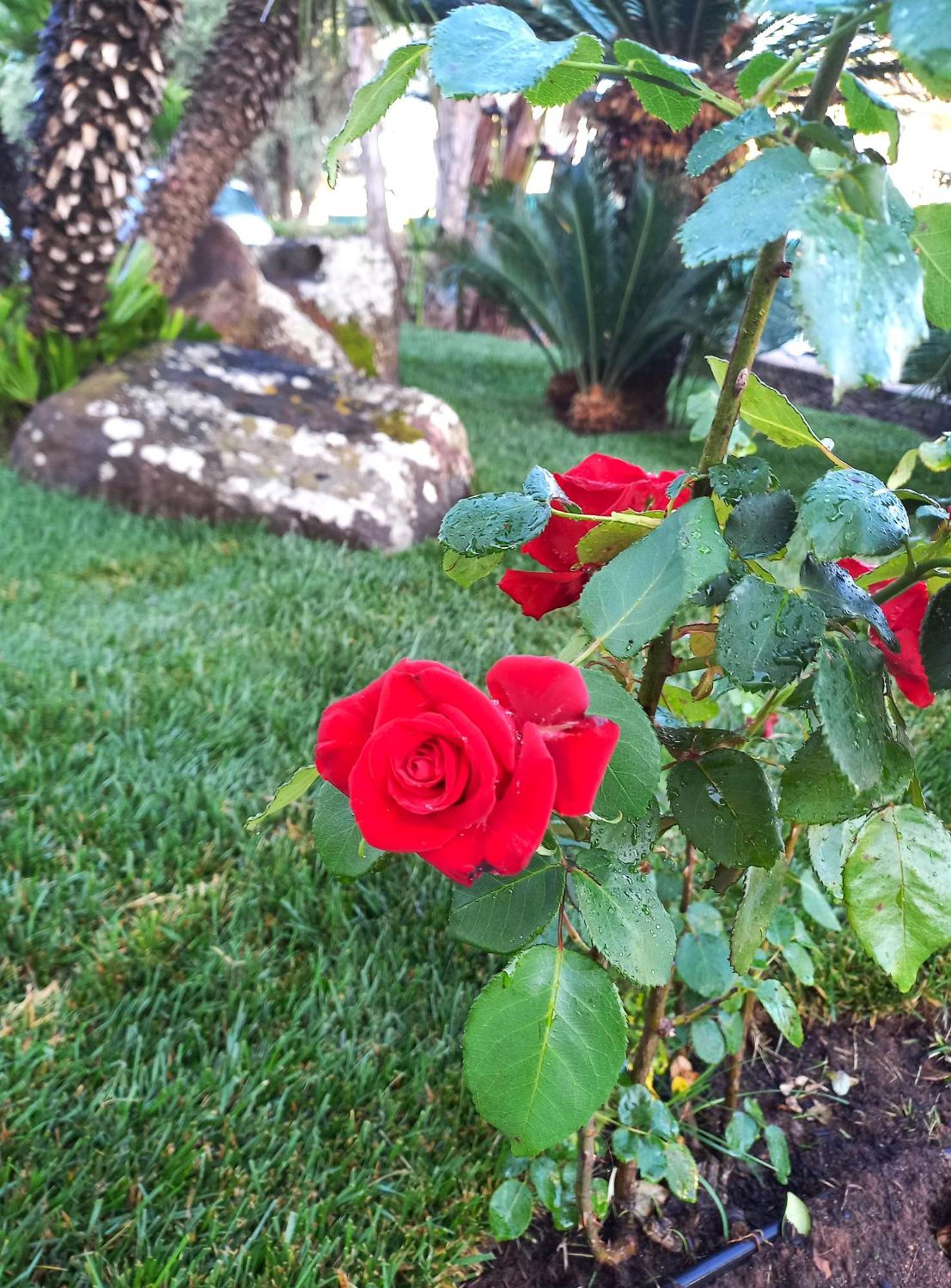 אלגהרו Green Sporting Club Hotel מראה חיצוני תמונה